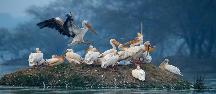 Taj Mahal with Keoladeo National Park Tour Package 5 Days 4 Nights Bird Sanctuary Trip