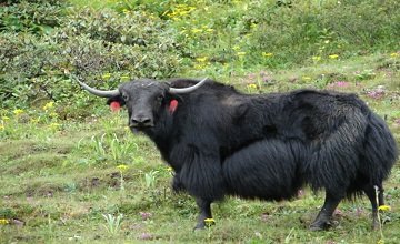 Sikkim Wildlife Tour