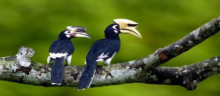Northeast Bird Watching and Wildlife Tour Package 6 Days 5 Nights Nature Trip