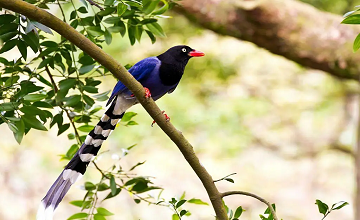 Northeast Bird Wacthing And Wildlife Tour