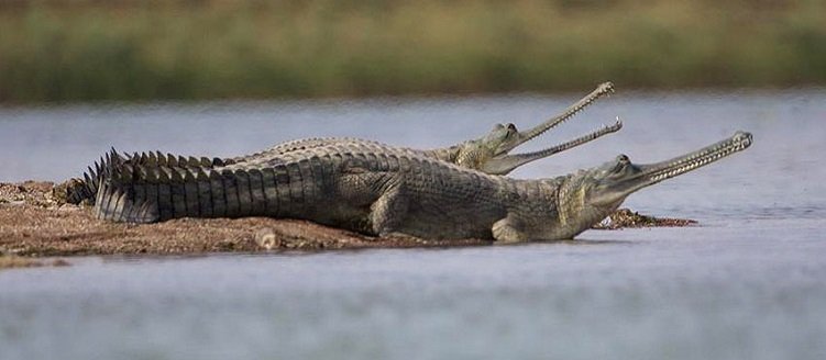 Taj Mahal Jaipur Chambal National Park Tour Package 9 Days 8 Nights Wildlife Trip