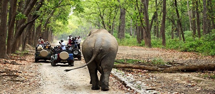 Dhikala Corbett Tiger Safari with Taj Mahal Mathura Vrindavan Tour Package 4 Days 3 Nights Wildlife Trip