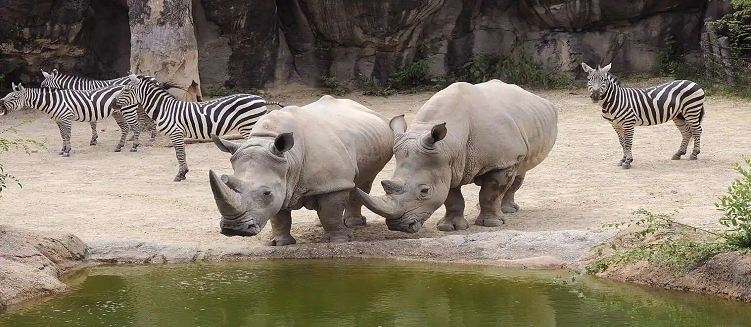 Jasola Wildlife Park Tour Package 2 Days 1 Night Delhi Wildlife Trip