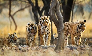 Jasola Wildlife Park Tour