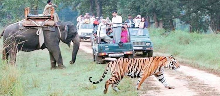 Taj Mahal Tour Package with Corbett Elephant Safari 6 Days 5 Nights Wildlife Trip