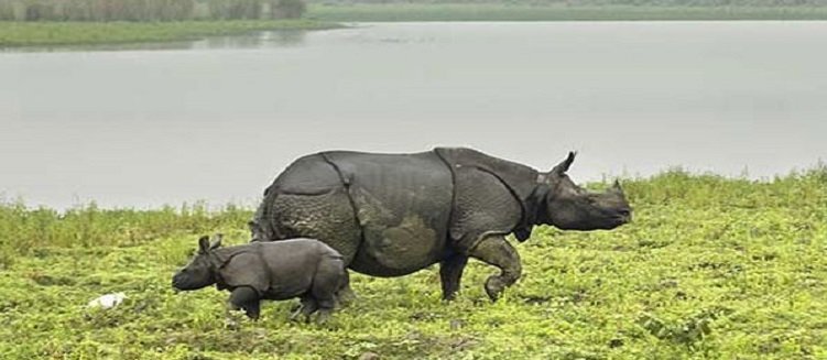Kaziranga National Park with Taj Mahal Tour Package 5 Days 4 Nights Wildlife and Heritage Trip