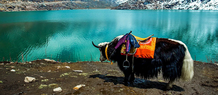 Sikkim Wildlife Tour Package 8 Days 7 Nights Nature and Wildlife Trip
