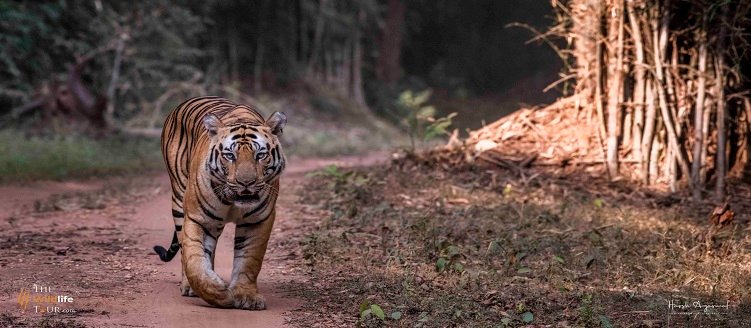 Tiger Safari Photography Tour Package 5 Days 4 Nights Wildlife Photography Trip