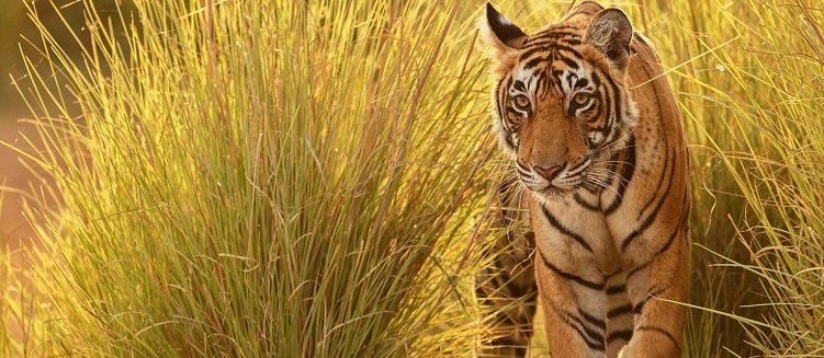 Madhya Pradesh Golden Triangle Tour Package with Wildlife 10 Days 9 Nights MP Tour