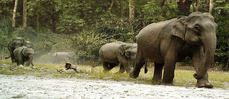 Bhutan Wildlife Tour Package 8 Days 7 Nights Nature Trip