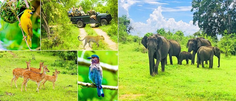 Sri Lanka Wildlife Tour Package 8 Days 7 Nights Nature Safari Trip